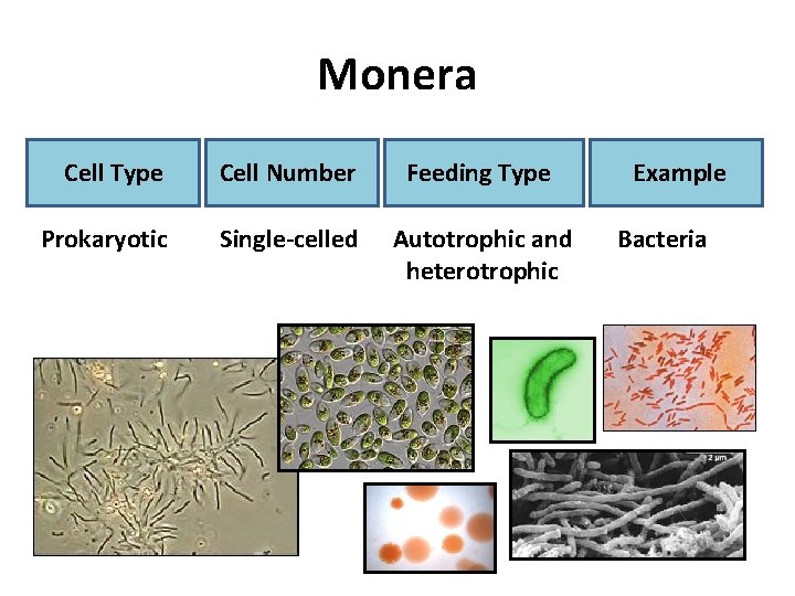Monera Cell Type Cell Number Feeding Type Prokaryotic Single-celled Autotrophic and heterotrophic Example Bacteria