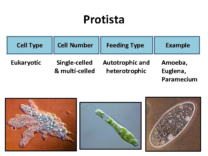 Protista Cell Type Cell Number Feeding Type Example Eukaryotic Single-celled & multi-celled Autotrophic and
