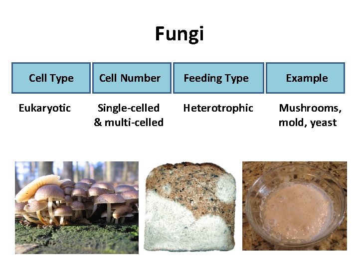 Fungi Cell Type Cell Number Feeding Type Example Eukaryotic Single-celled & multi-celled Heterotrophic Mushrooms,