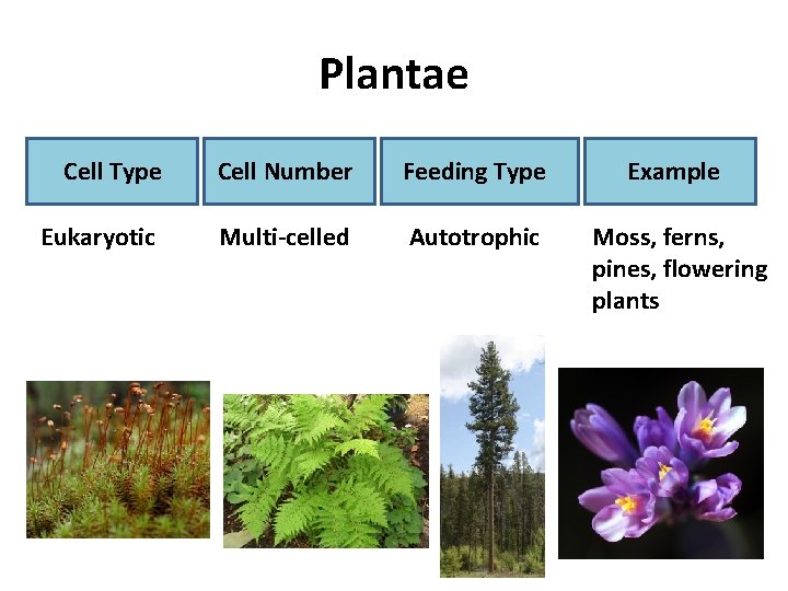 Plantae Cell Type Cell Number Feeding Type Example Eukaryotic Multi-celled Autotrophic Moss, ferns, pines,