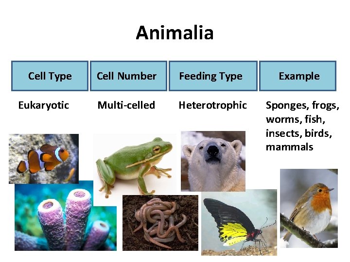 Animalia Cell Type Cell Number Feeding Type Example Eukaryotic Multi-celled Heterotrophic Sponges, frogs, worms,