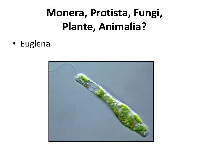 Monera, Protista, Fungi, Plante, Animalia? • Euglena 