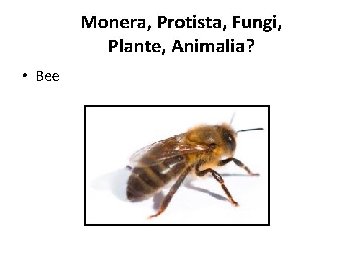 Monera, Protista, Fungi, Plante, Animalia? • Bee 