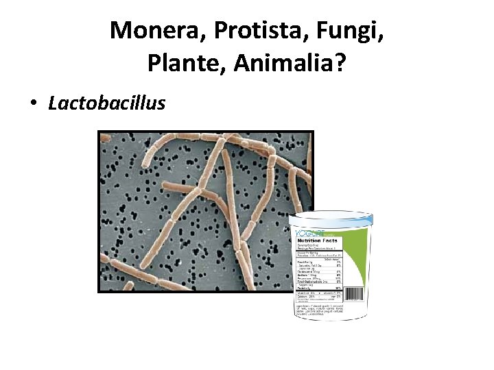 Monera, Protista, Fungi, Plante, Animalia? • Lactobacillus 