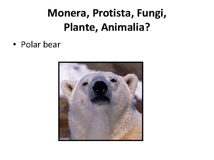 Monera, Protista, Fungi, Plante, Animalia? • Polar bear 