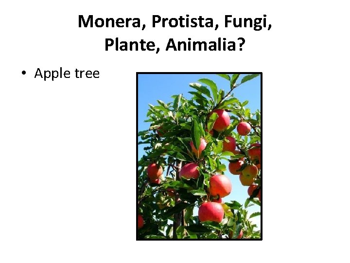 Monera, Protista, Fungi, Plante, Animalia? • Apple tree 