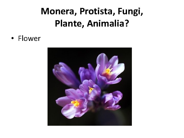 Monera, Protista, Fungi, Plante, Animalia? • Flower 