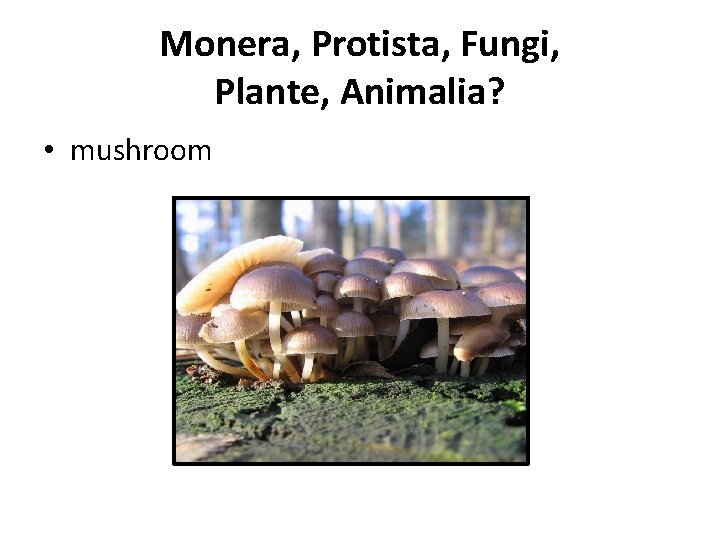 Monera, Protista, Fungi, Plante, Animalia? • mushroom 
