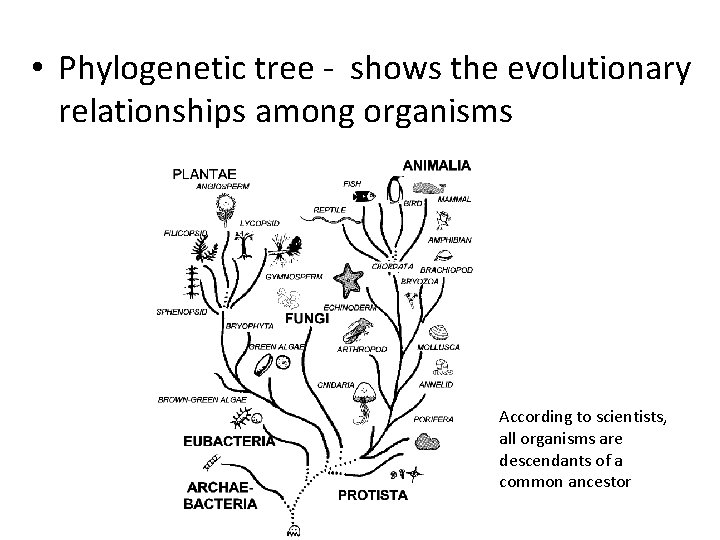 • Phylogenetic tree - shows the evolutionary relationships among organisms According to scientists,