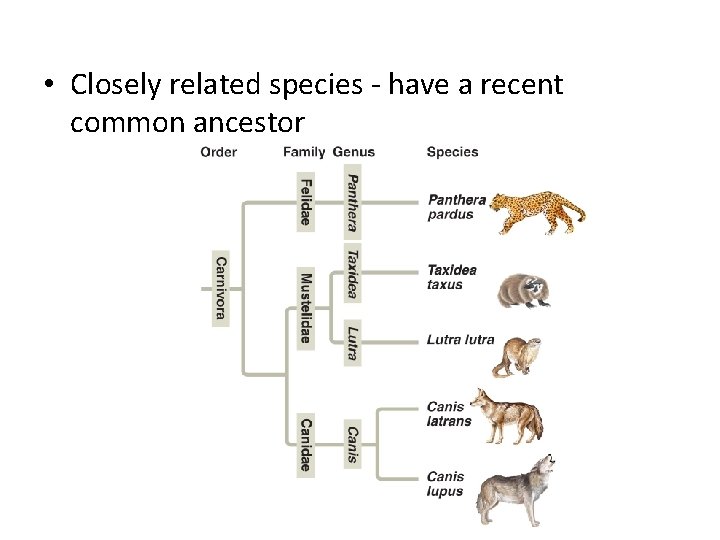  • Closely related species - have a recent common ancestor 