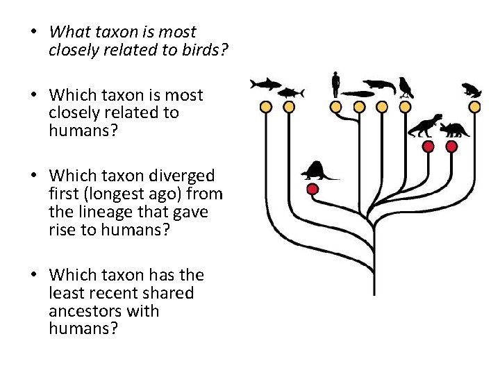  • What taxon is most closely related to birds? • Which taxon is