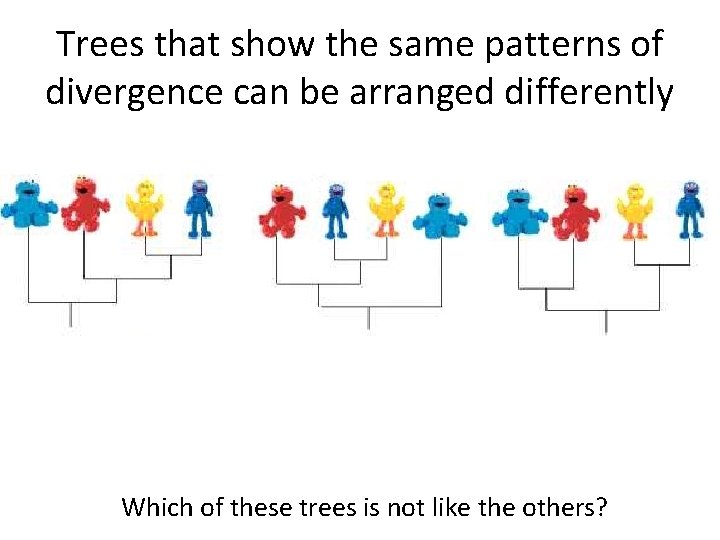 Trees that show the same patterns of divergence can be arranged differently Which of