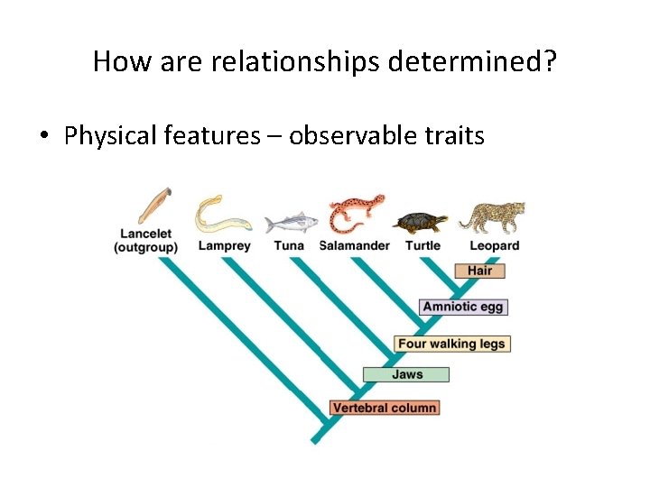 How are relationships determined? • Physical features – observable traits 