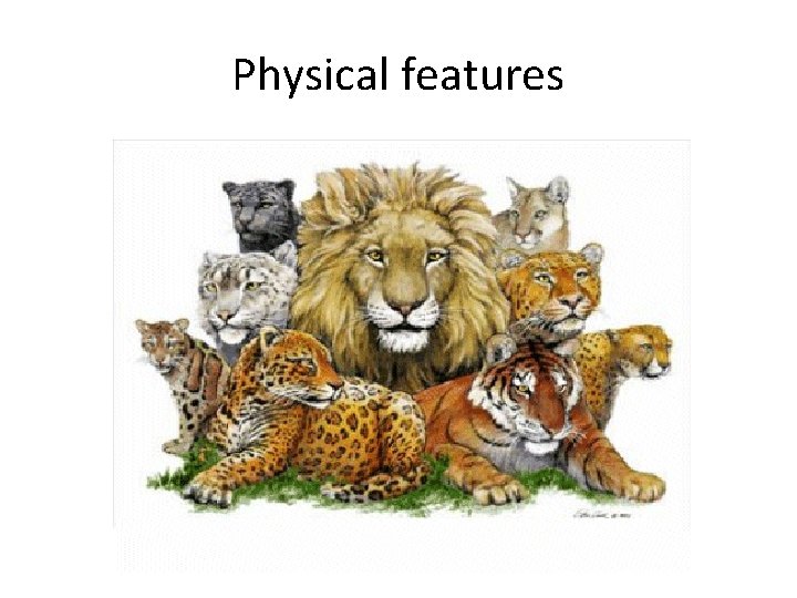 Physical features 