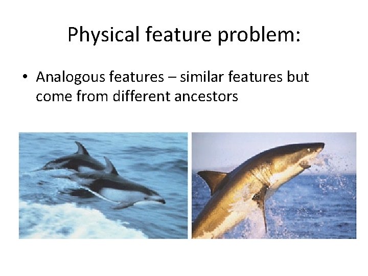 Physical feature problem: • Analogous features – similar features but come from different ancestors