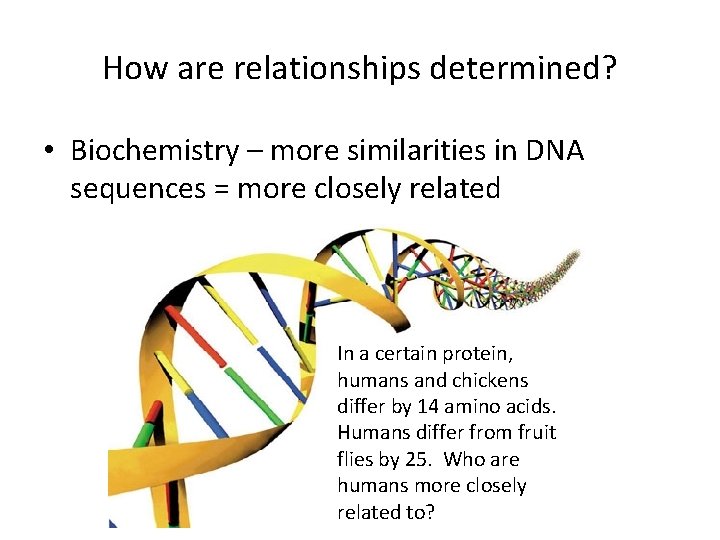 How are relationships determined? • Biochemistry – more similarities in DNA sequences = more