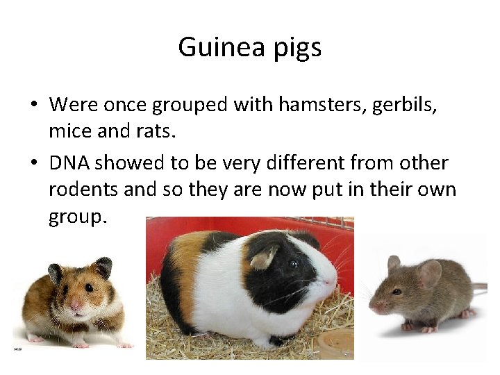 Guinea pigs • Were once grouped with hamsters, gerbils, mice and rats. • DNA