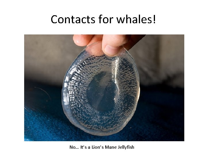 Contacts for whales! No… It’s a Lion’s Mane Jellyfish 