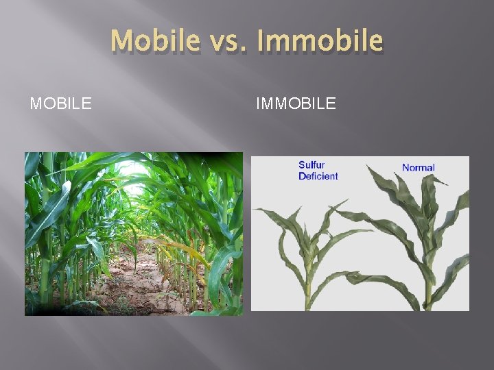 Mobile vs. Immobile MOBILE IMMOBILE 