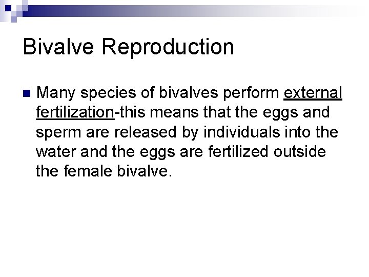 Bivalve Reproduction n Many species of bivalves perform external fertilization-this means that the eggs