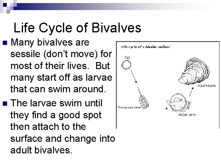 Life Cycle of Bivalves Many bivalves are sessile (don’t move) for most of their