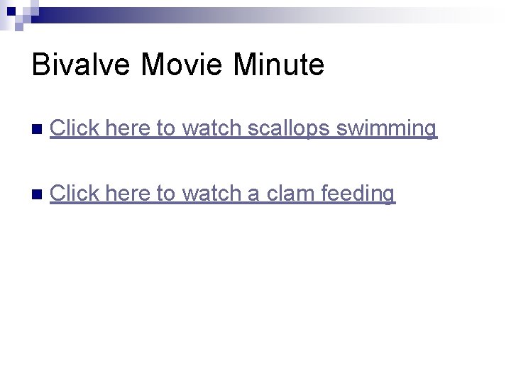 Bivalve Movie Minute n Click here to watch scallops swimming n Click here to