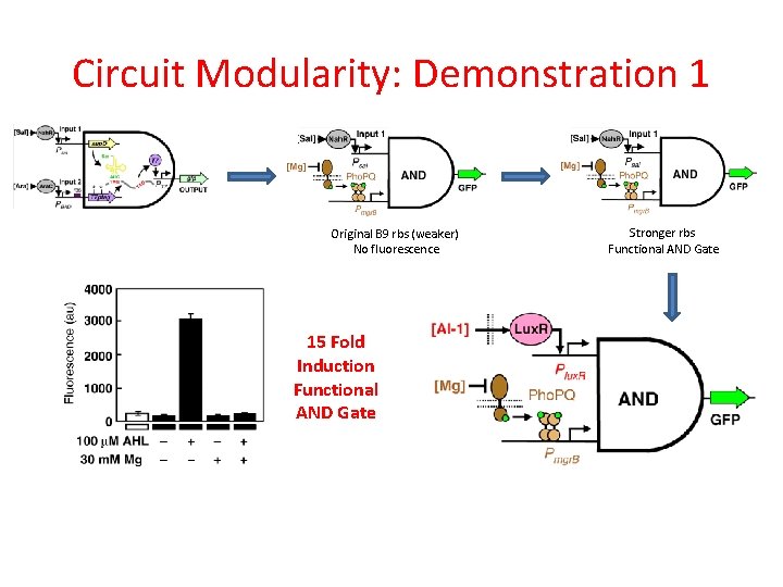 Circuit Modularity: Demonstration 1 Original B 9 rbs (weaker) No fluorescence 15 Fold Induction