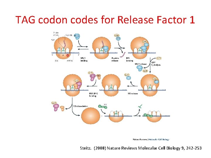 TAG codon codes for Release Factor 1 Steitz. (2008) Nature Reviews Molecular Cell Biology