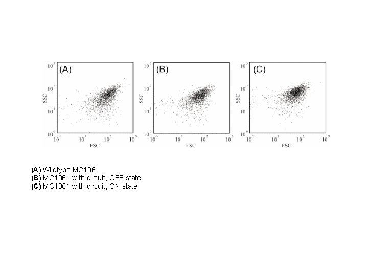 (A) Wildtype MC 1061 (B) MC 1061 with circuit, OFF state (C) MC 1061
