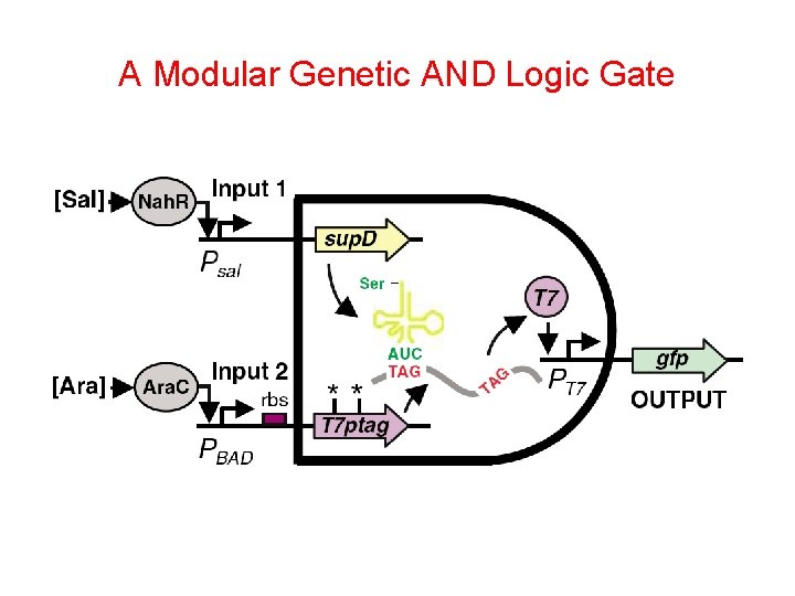 A Modular Genetic AND Logic Gate 