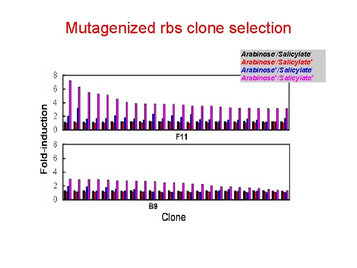 Mutagenized rbs clone selection Arabinose-/Salicylate+ Arabinose+/Salicylate+ 