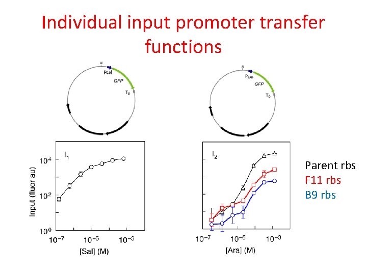 Individual input promoter transfer functions Parent rbs F 11 rbs B 9 rbs 