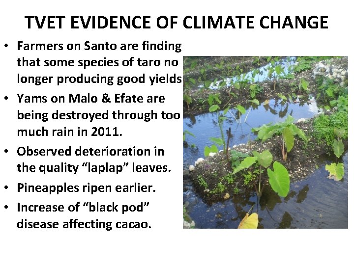 TVET EVIDENCE OF CLIMATE CHANGE • Farmers on Santo are finding that some species