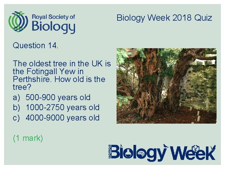 Biology Week 2018 Quiz Question 14. The oldest tree in the UK is the
