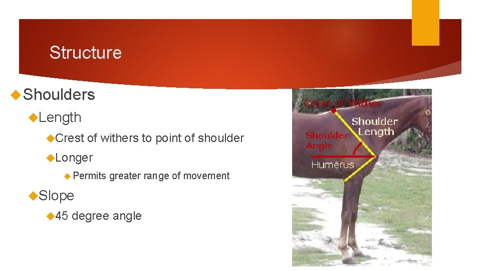 Structure Shoulders Length Crest of withers to point of shoulder Longer Permits greater range