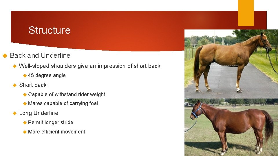 Structure Back and Underline Well-sloped shoulders give an impression of short back 45 degree