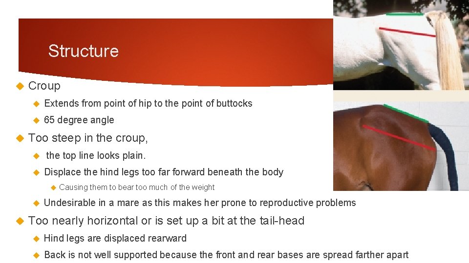 Structure Croup Extends from point of hip to the point of buttocks 65 degree