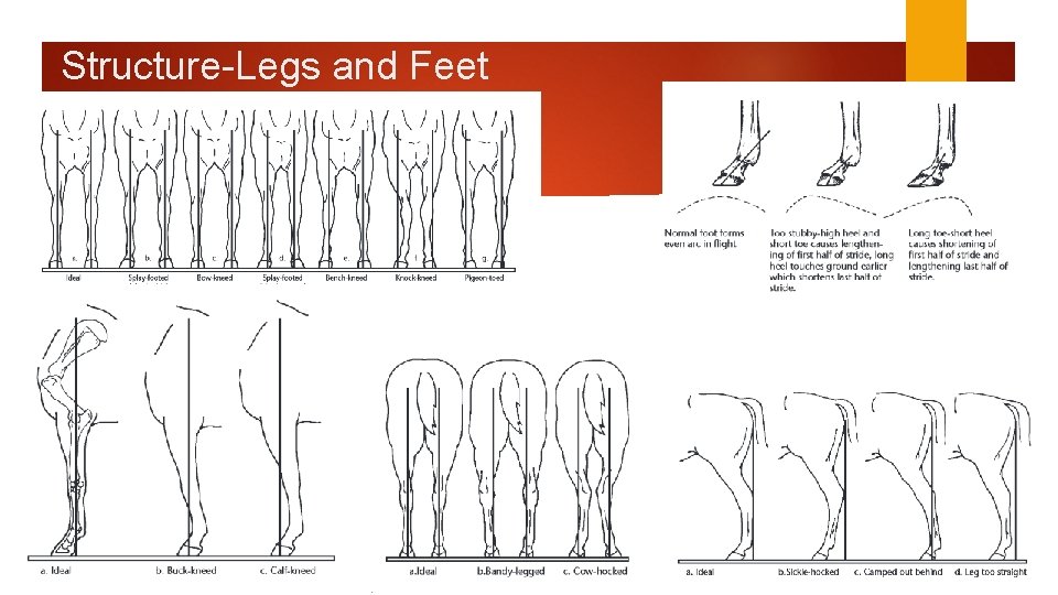 Structure-Legs and Feet 