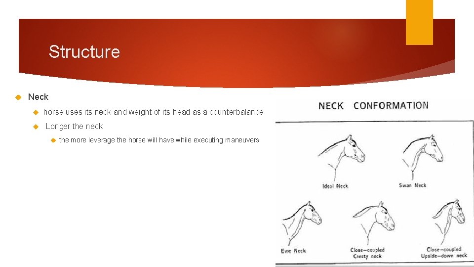 Structure Neck horse uses its neck and weight of its head as a counterbalance