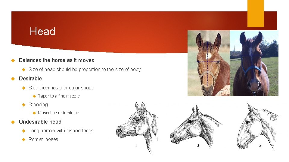 Head Balances the horse as it moves Size of head should be proportion to