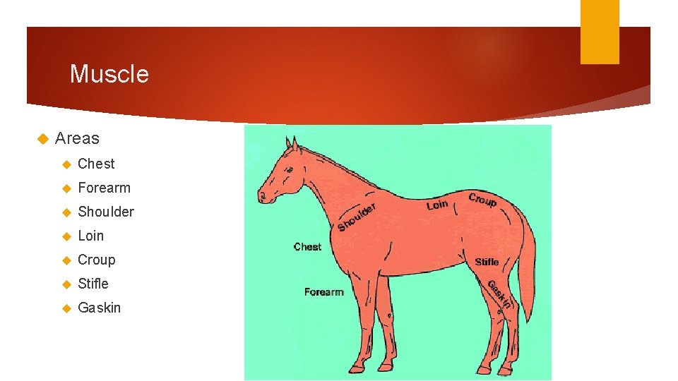 Muscle Areas Chest Forearm Shoulder Loin Croup Stifle Gaskin 