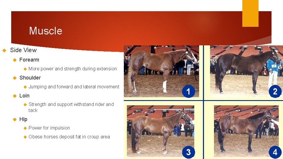 Muscle Side View Forearm Shoulder Jumping and forward and lateral movement Loin More power