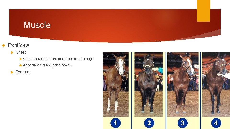 Muscle Front View Chest Carries down to the insides of the both forelegs Appearance