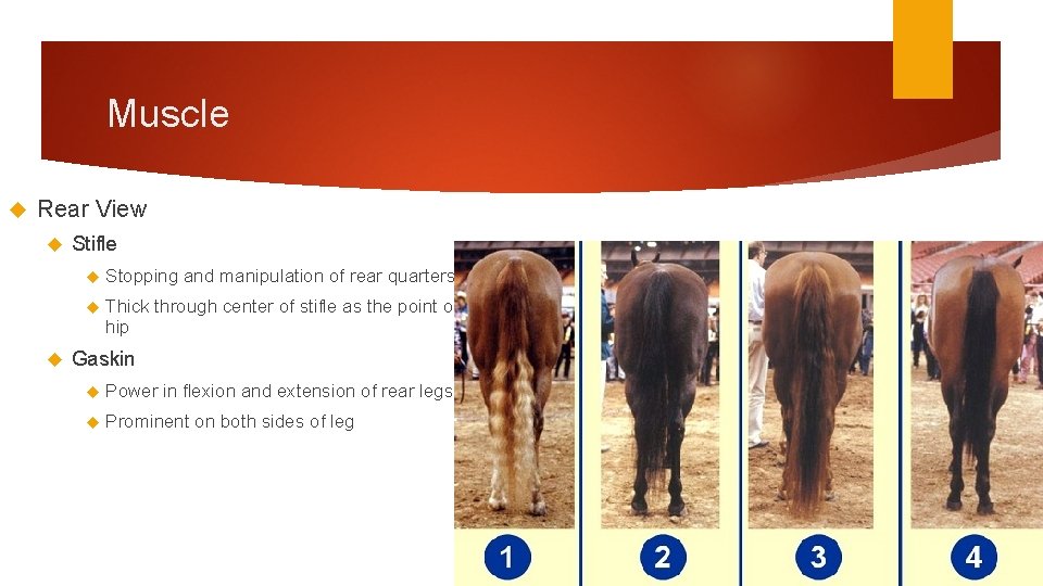 Muscle Rear View Stifle Stopping Thick hip and manipulation of rear quarters through center