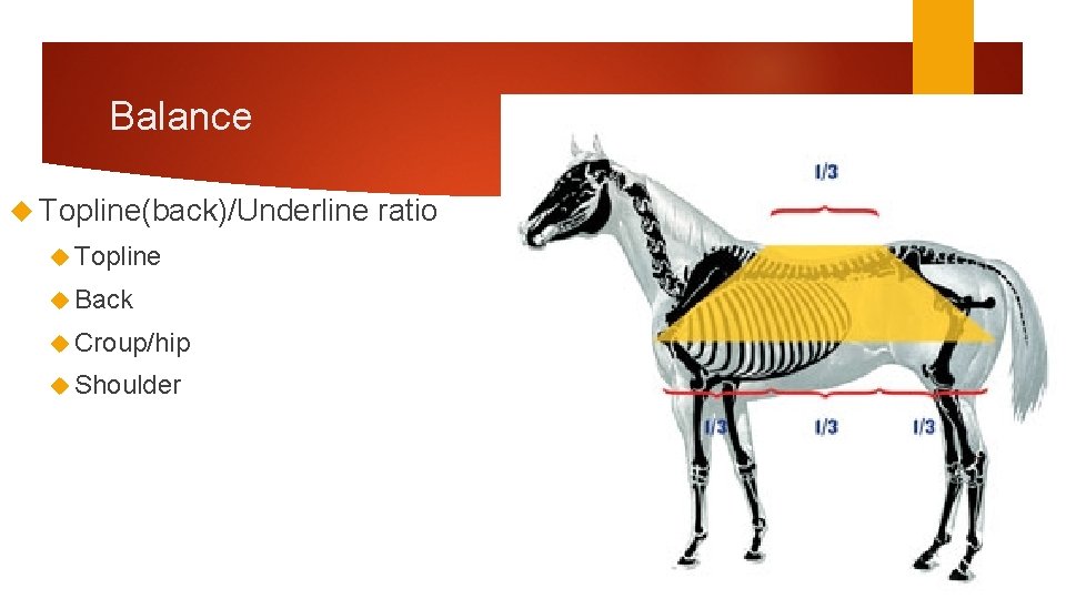 Balance Topline(back)/Underline Topline Back Croup/hip Shoulder ratio 