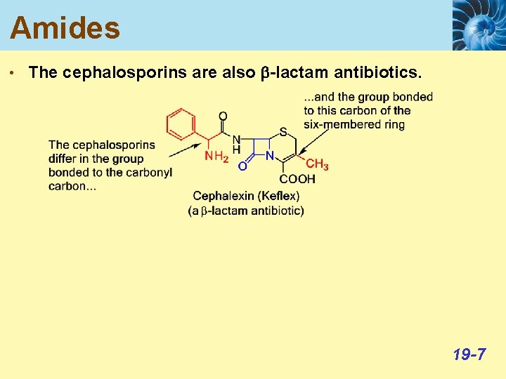 Amides • The cephalosporins are also b-lactam antibiotics. 19 -7 