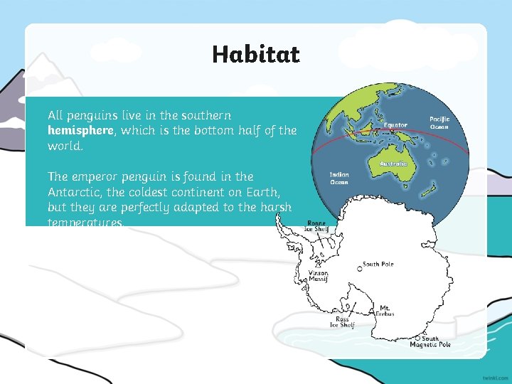 Habitat All penguins live in the southern hemisphere, which is the bottom half of