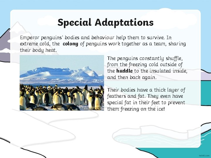 Special Adaptations Emperor penguins’ bodies and behaviour help them to survive. In extreme cold,