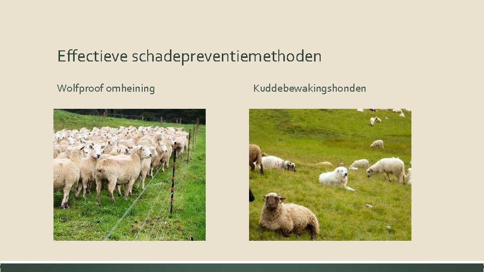 Effectieve schadepreventiemethoden Wolfproof omheining Kuddebewakingshonden 