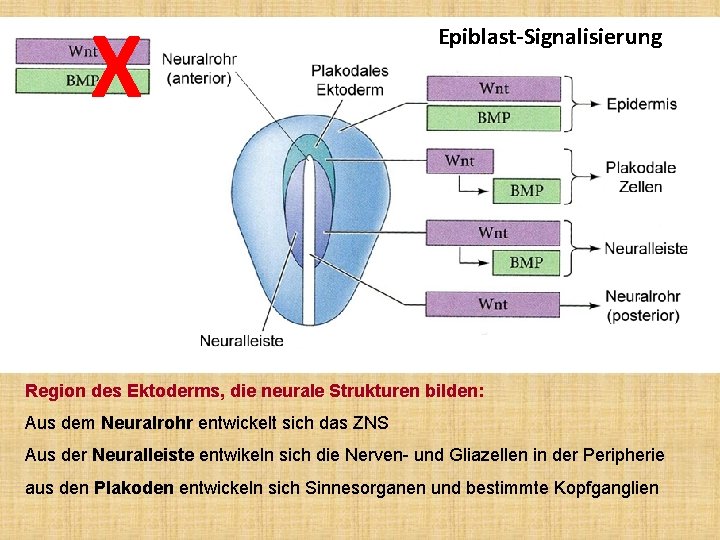 X Epiblast-Signalisierung Region des Ektoderms, die neurale Strukturen bilden: Aus dem Neuralrohr entwickelt sich